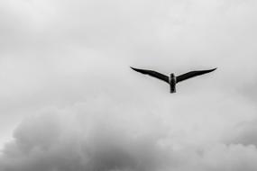 goodly Bird Cloud