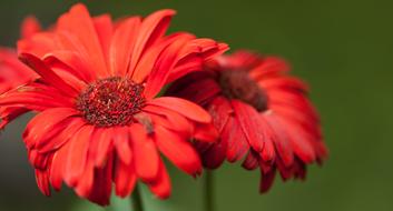 red Flowers at Spring Nature