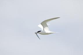 Ivory gull flies with prey in its beak