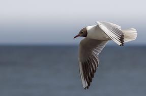 impressively beautiful Gull Bird