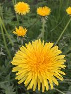 Dandelion Flowers Nature