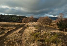 Lozère Path Pastures