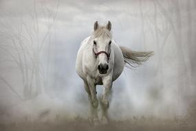 White goodly Horse Mammal in fog