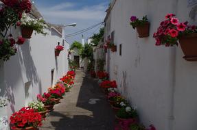 flowery beautiful alley