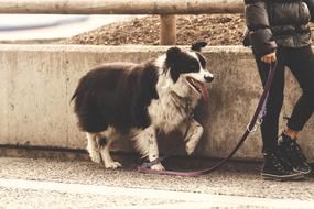 stunningly beautiful Dog Leash Walk
