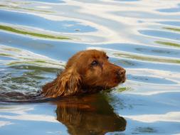 fabulous Dog Water