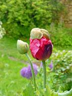 Flower Pink Poppy