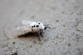 white moth with black polka dots