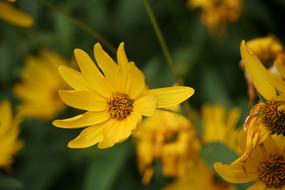 Flowers Yellow Nature