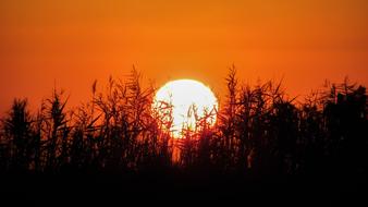 sunny landscape with herbs
