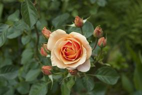 Rosa Flower Orange Pink