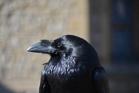 irresistible Raven Bird head close up