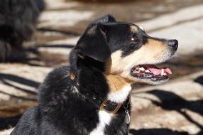 tricolor dog in collar looking aside