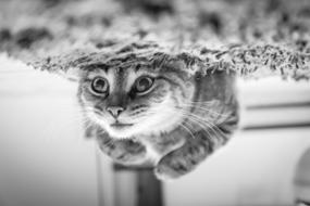 Cat laying down on carpet, upside down photo