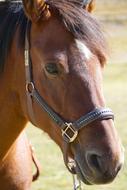 nice Horse Brown Head