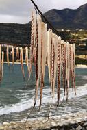 Hanging Octopus Dying Seafood