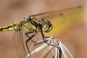 goodly Dragonfly Insect Close Up