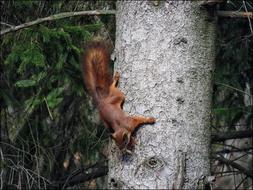 fabulous Squirrel Animal
