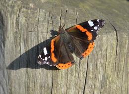 Butterfly Summer Nature