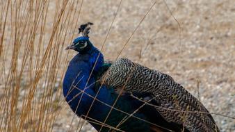 perfect Peacock Males Bird