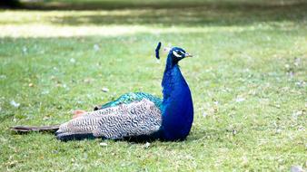 irresistible Peacock Bird Nature