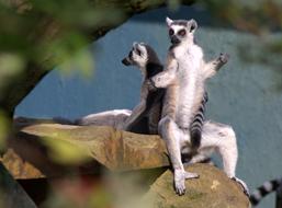 fabulous Ring Tailed Lemur