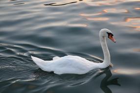 young white swan swims in a dark pond