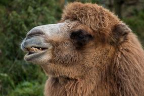 cute camel face