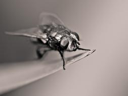 black and white macro photo of a fly on a leaf