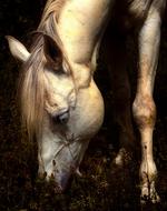 domestic white horse animal