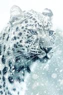 Leopard Cheetah snow