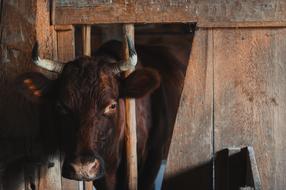 fabulous Barn Bull