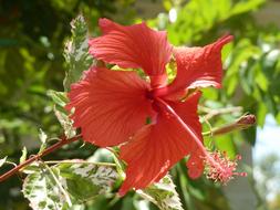 Flower Nature Pink