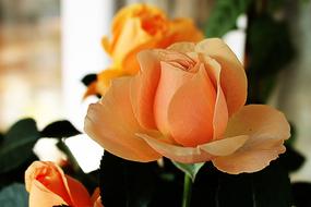 Rose Orange