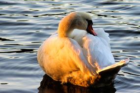 goodly Swan Evening Sun