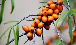 Berry Rowan Bush