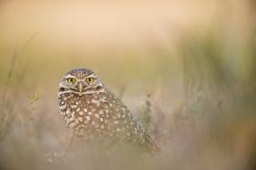 Beautiful, colorful and cute owl among the grass