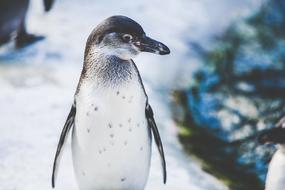 stunningly beautiful Bird penguin