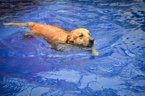 Dog swimming in Blue Pool