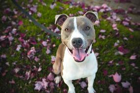 charming dog on a leash