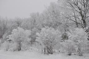 Winter Scenic Frost