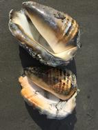 shells on gray