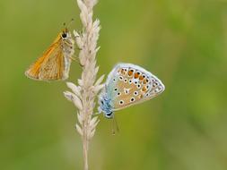 irresistible Butterfly Insect Macro