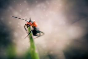 perfect Ant Insects
