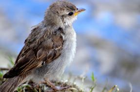 perfect Animal Sparrow