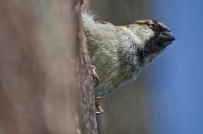 front part of Sparrow, low angle view