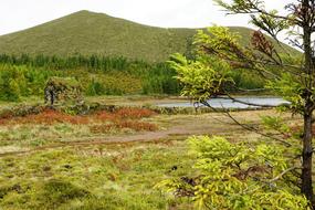 Forest Green Azores