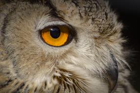 macro profile photo of a fluffy owl