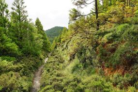 Green Forest Azores