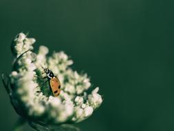 beetle on a white inflorescence close-up on a blurred background
